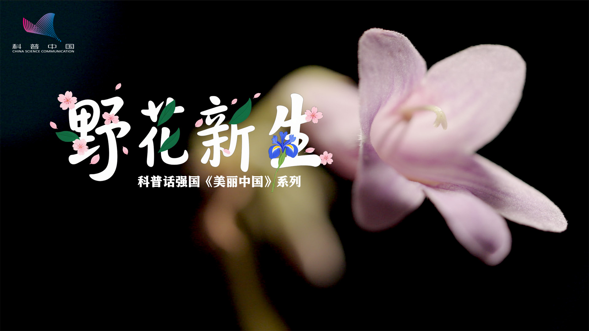 科普话强国丨野花新生