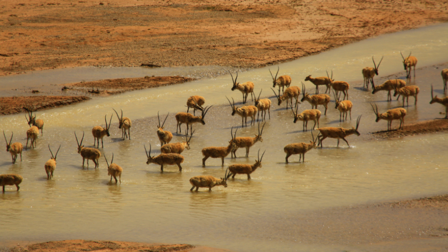 西藏林草局：着力创建羌塘和珠峰等国家公园