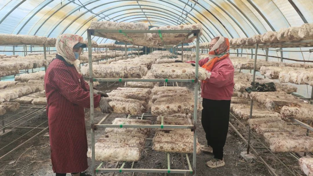 内蒙古磴口县：菌棒上架忙 静待“菇”飘香