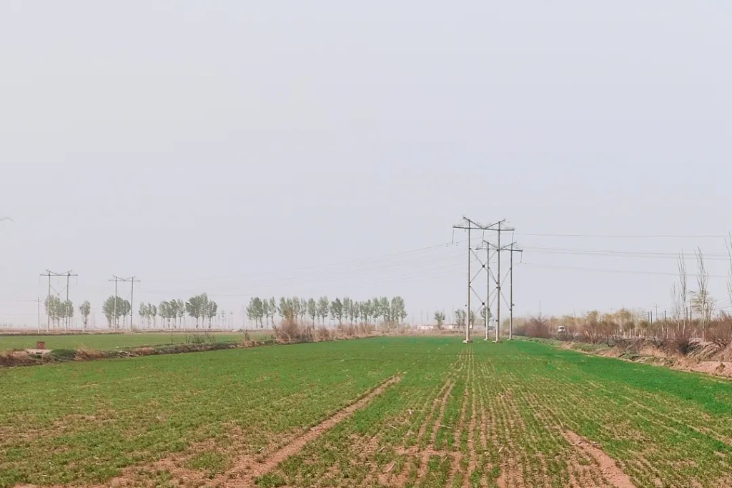 内蒙古磴口县：小麦青青向“丰”景