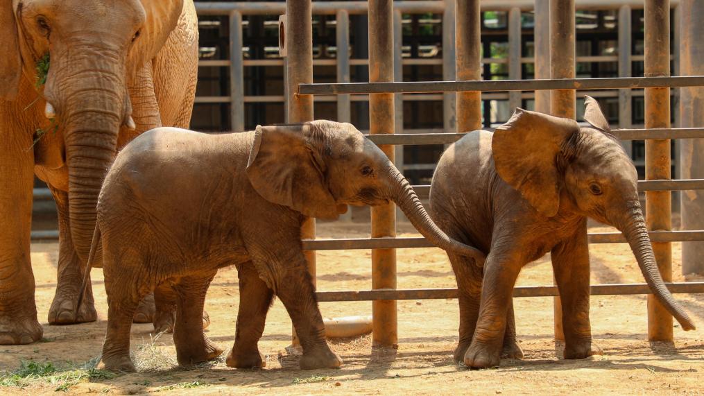上海：非洲象宝宝繁育成功 端午假期与游客见面