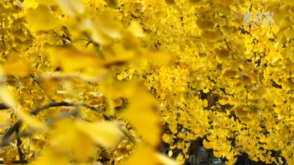 岛城入画 冬景如诗