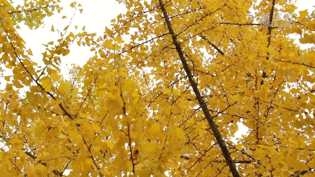 贵州桐梓：初冬杏叶黄 满城尽染“金色”