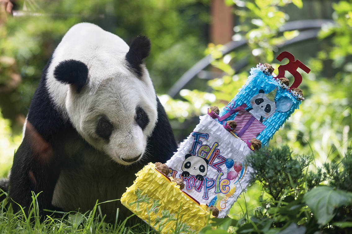 大熊猫“欣欣”见证中外生态文明交流与友谊