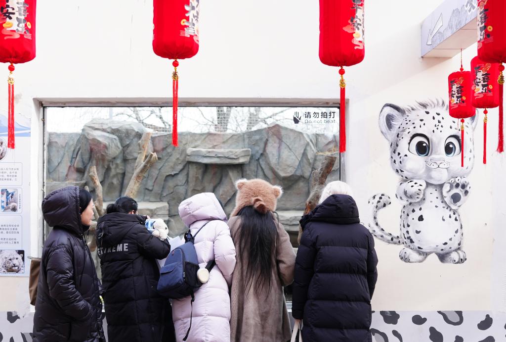 和雪豹一起过假期