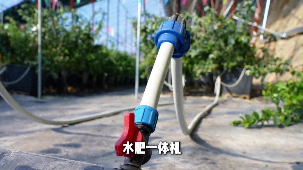 走进大井镇蓝莓棚 寻找春天最甜的答案