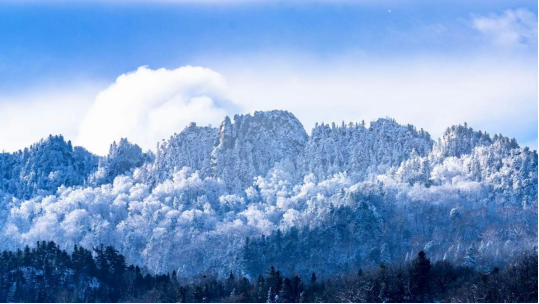 美丽城市丨林都伊春，森林里的家