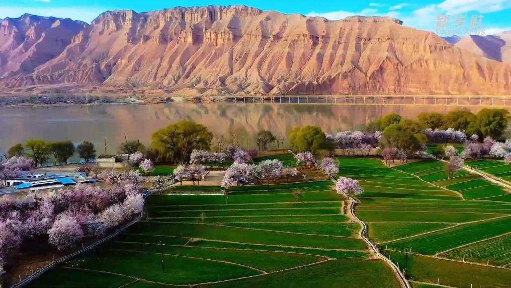 青海循化：春意盎然 杏花如雪
