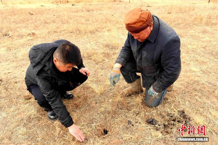 一位草原守护者与虫鼠的27年“较量”