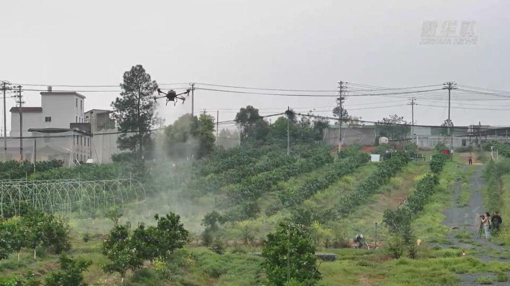 江西信丰：智慧果园“慧”种树 无人机“摇花”管护忙