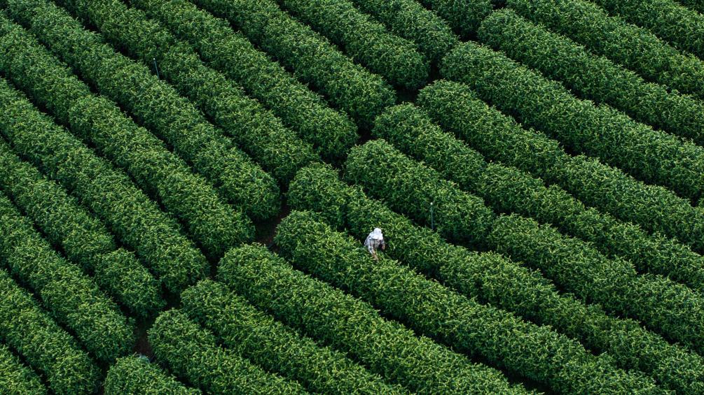 春暖茶园绿 晴日采茶忙
