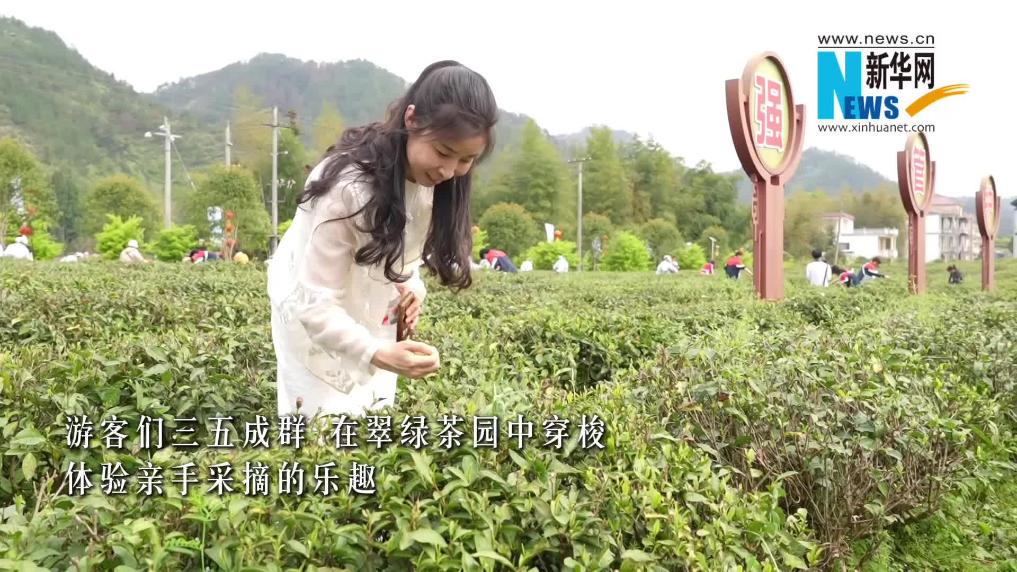 江西修水：春茶采摘正当时