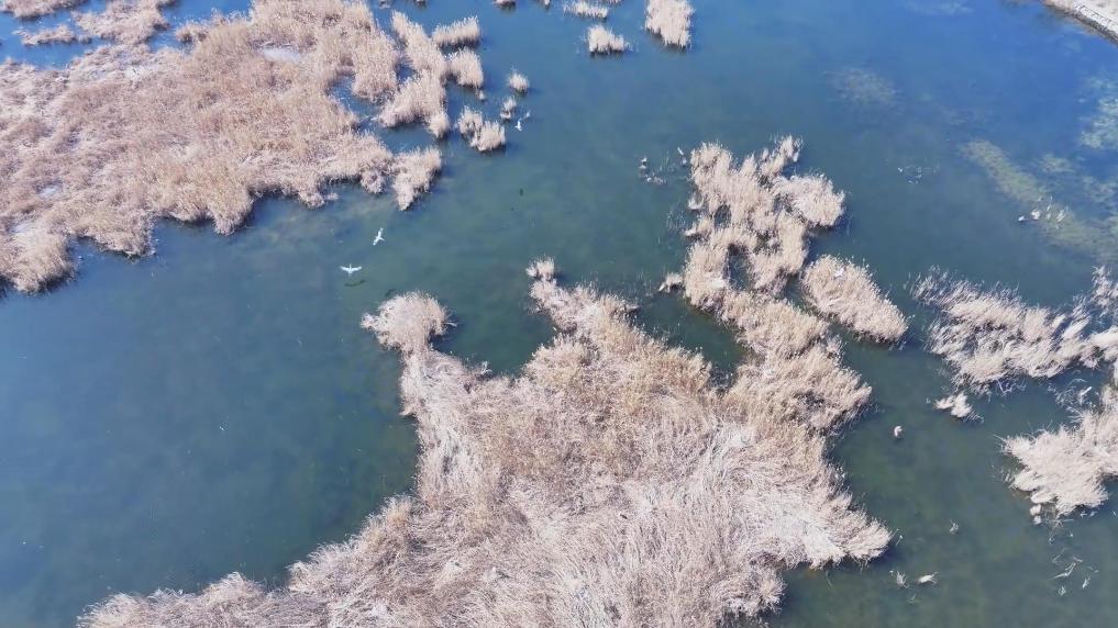 内蒙古包头：候鸟舞动湿地美