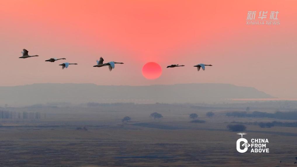 天鹅逐日 奔赴山海