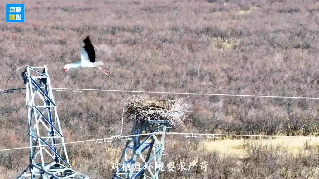 4只东方白鹳在岱海保护区“筑巢安家”