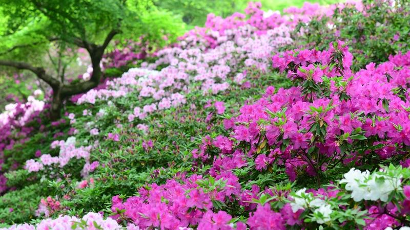 杜鹃花开满园春