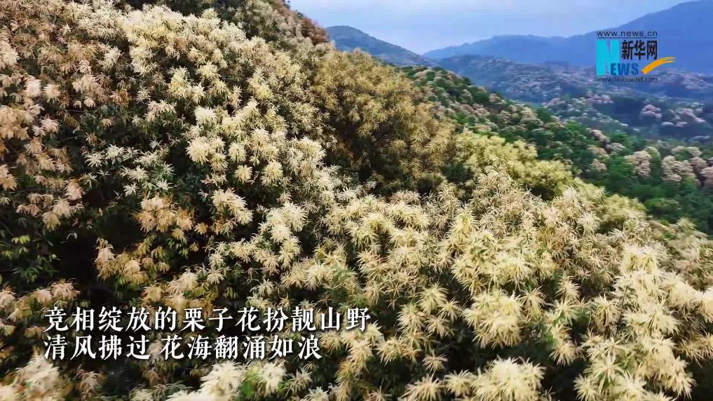 江西全南：栗子花开 扮靓山野