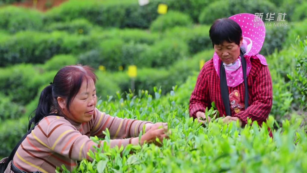 安徽黄山：太平猴魁开园采摘