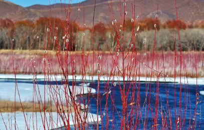 红柳映清波 山河皆春色