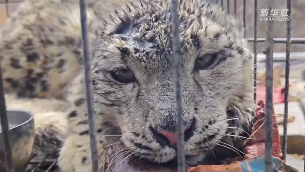 青海玉树：警民联动救助放归一只雪豹