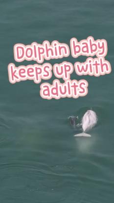 Chinese white dolphin calf swims with adults in waters off Xiamen