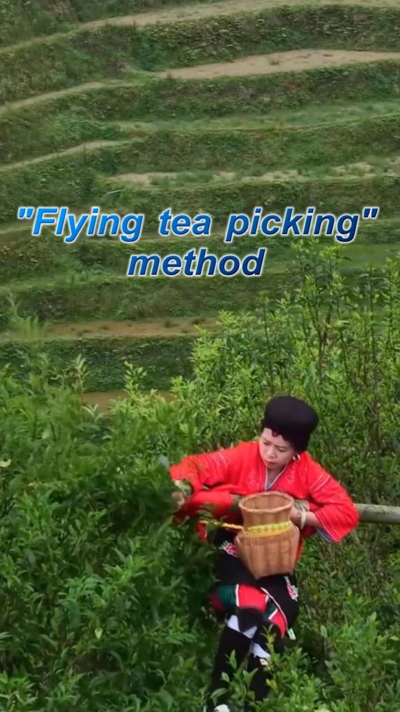 "Flying tea picking" method in S China