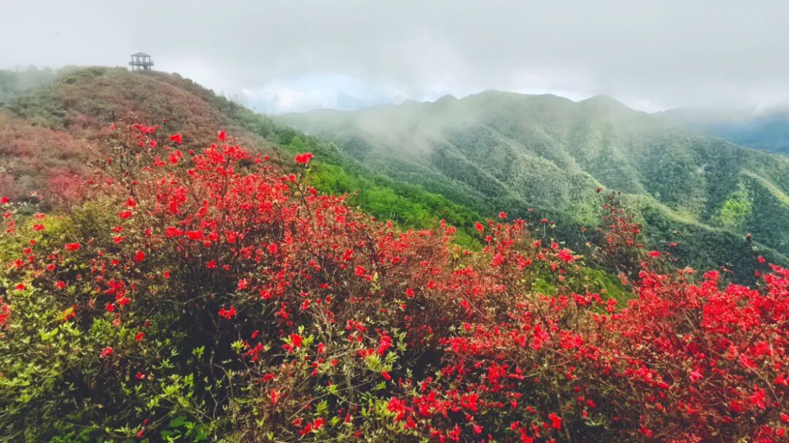 2026赣湘边广寒寨杜鹃花农文旅主题消费活动启幕