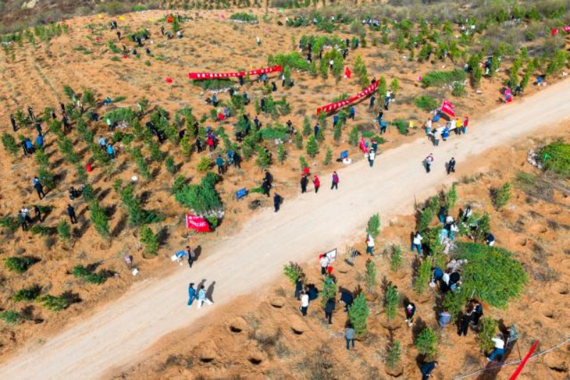 同心植绿 15000株新绿扎根神东