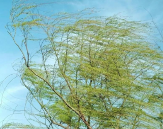 山西省农业农村厅发布预警：防范降温大风 保障春季农业生产