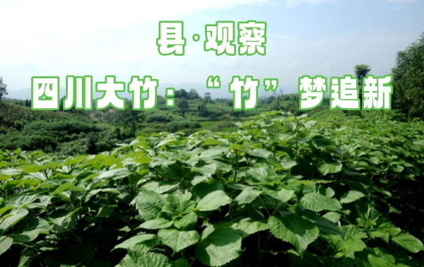县·观察｜四川大竹：“竹”梦追新