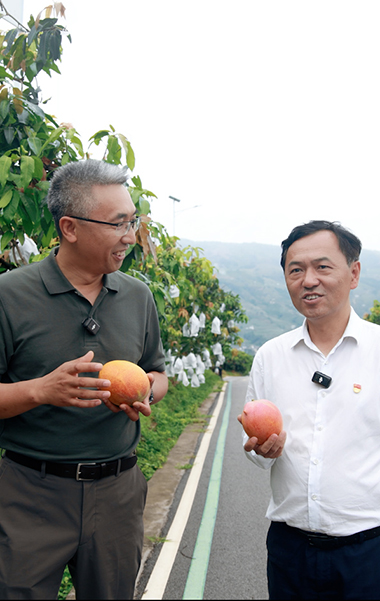 来华坪，尝芒果
