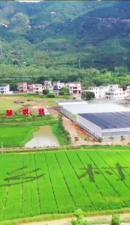 广东：远近闻名的“网红村”——连樟村