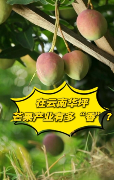 在云南华坪，芒果产业有多“香”？