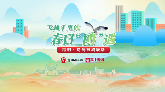 飞越千里的春日“鸥”遇 昆明·乌海双城联动直播
