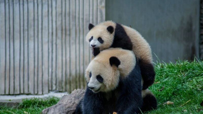 美丽城市丨生态汶川：熊猫王国，珍稀物种的天然家园