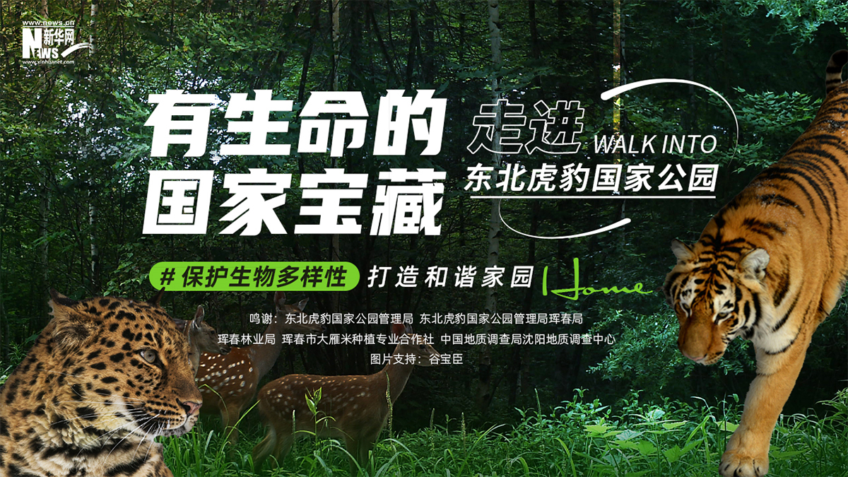 有生命的国家宝藏——走进东北虎豹国家公园