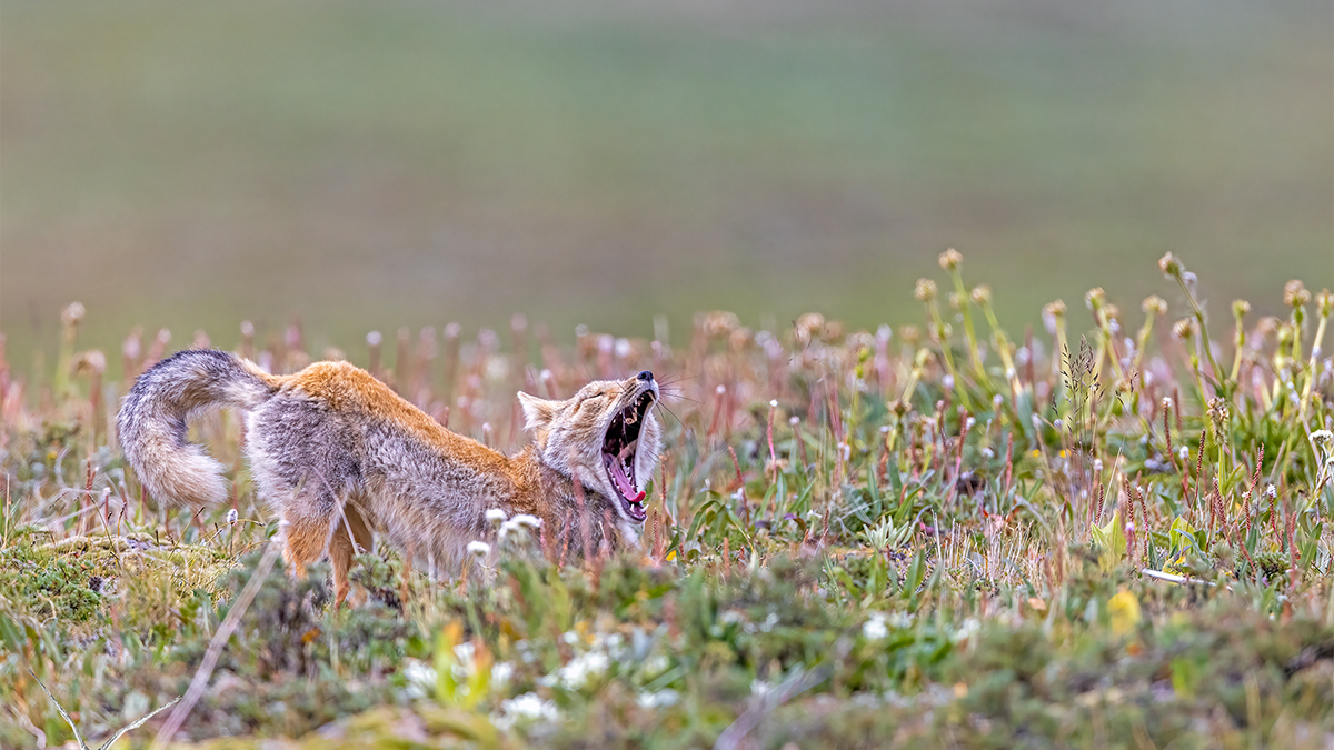 昂赛大峡谷里的动物